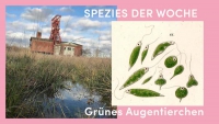 https://www.clubreal.de/files/gimgs/th-1_0EuglenaSpeziesderWoche Kopie 2_v2.jpg